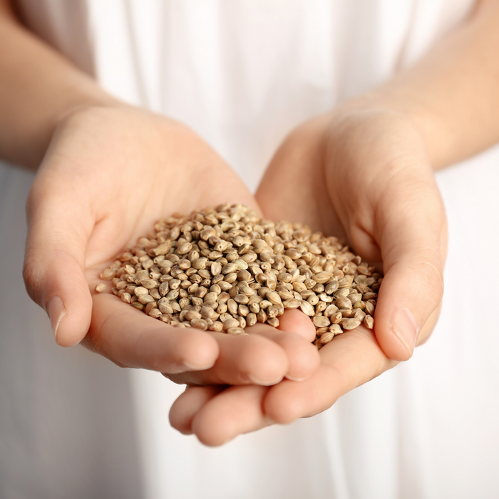 Picture of two hands holding a pile of hemp seeds 